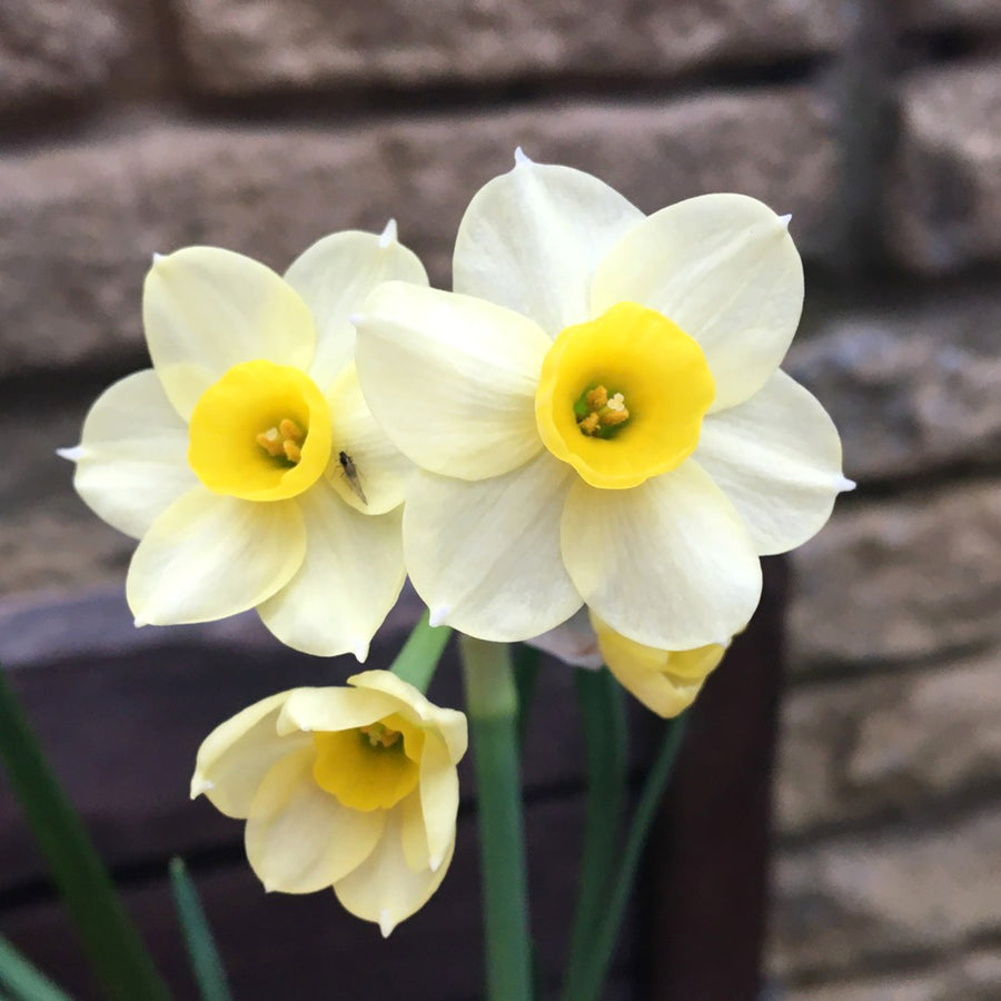 Narcissus Minnow Daffodil Bulbs Narcissus Minnow Daffodil Bulbs image1 2