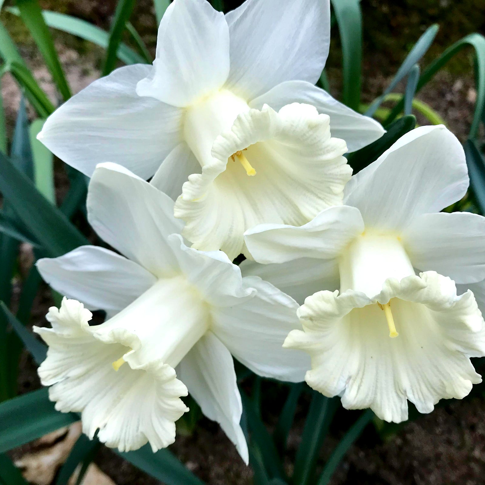 Narcissus Mount Hood Daffodil Bulbs