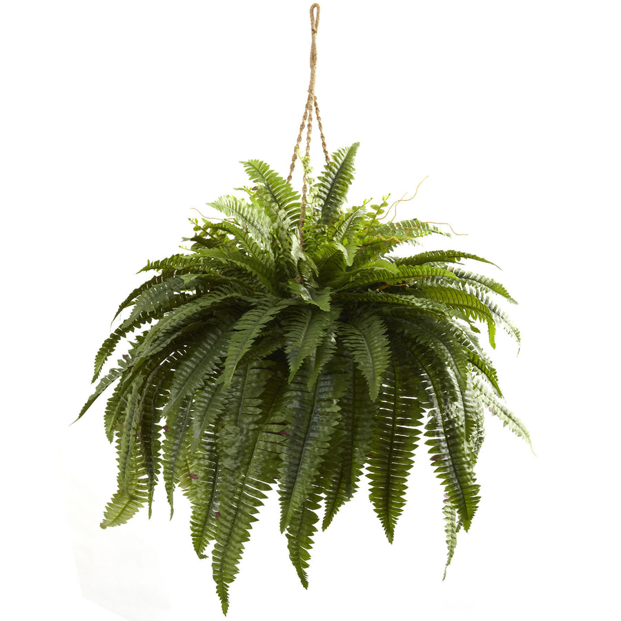 Boston Fern NEA1433-ZM-1 3