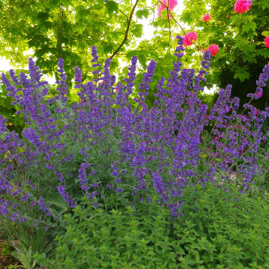 Nepeta Six Hills Giant Bare Root  1