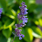 Nepeta Six Hills Giant Bare Root  2