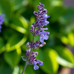 Asclepias, Agastache & Nepeta Bare Root Mix  4
