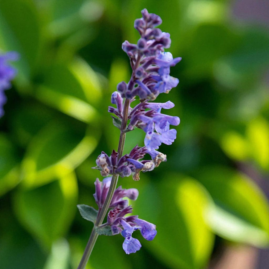 Asclepias, Agastache & Nepeta Bare Root Mix  4
