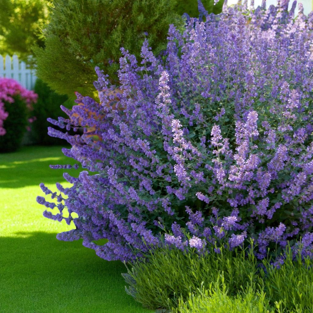 Nepeta Six Hills Giant Bare Root  3