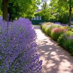 Nepeta Six Hills Giant Bare Root  4