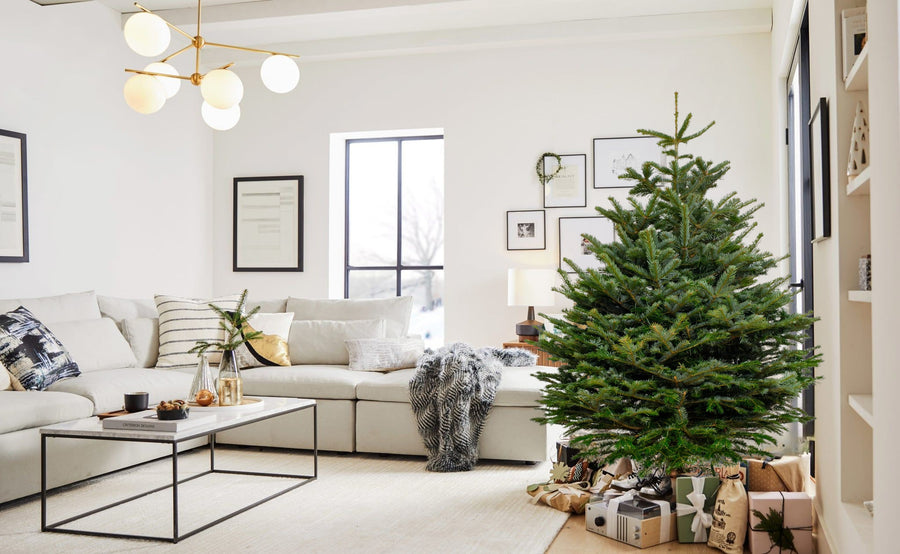 Nordmann Fir Real Fresh Cut Christmas Tree Nordmann Fir Real Fresh Cut Christmas Tree (4ft - 8ft) image2 5