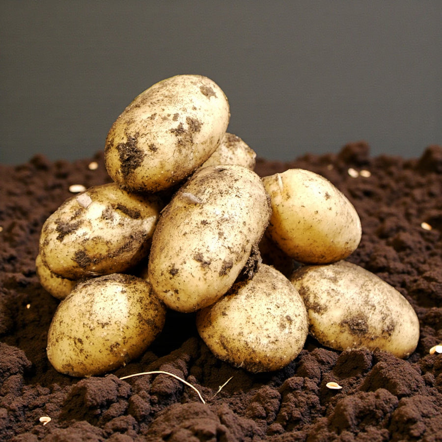 Seed Potatoes  4