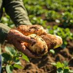 Seed Potatoes Nicola A farmer holding several freshly dug Nicola seed potatoes, still coated in soil, with a lush green potato field in the background. 2
