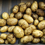 Seed Potatoes Nicola A large spread of unwashed Nicola seed potatoes on wooden slats, showing their characteristic smooth skins with soil and root fibres attached. 3