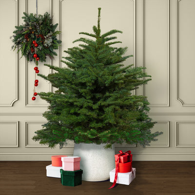 Noble Fir Pot Grown Christmas Tree