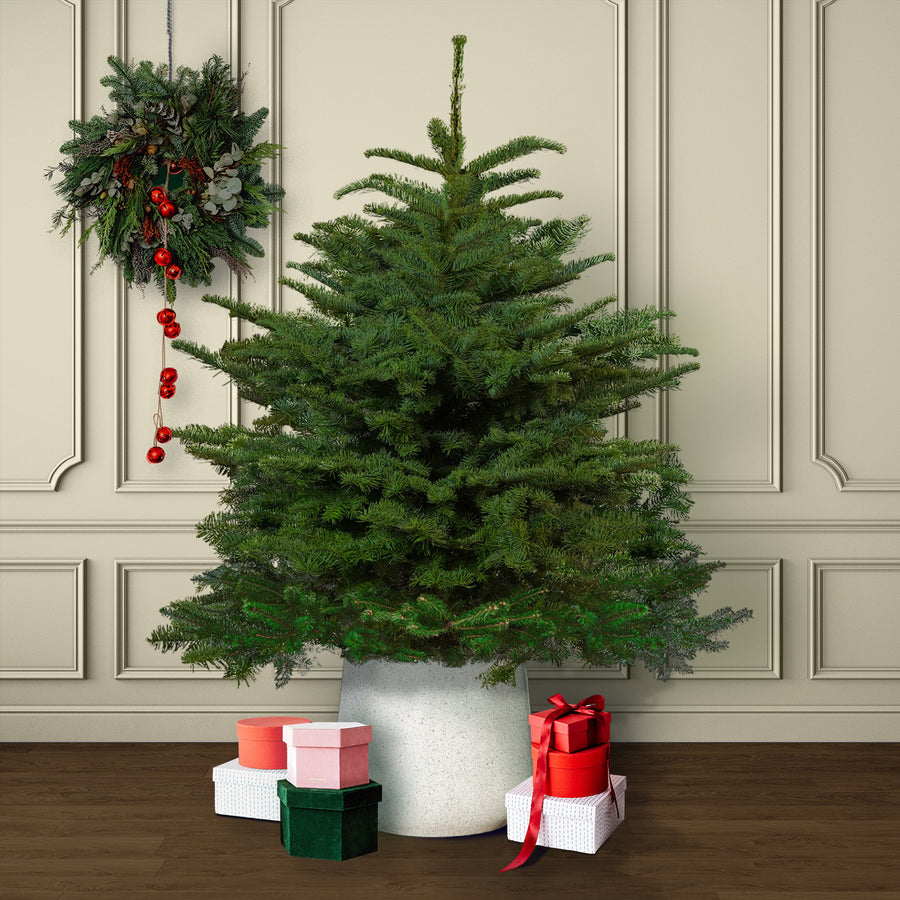 Noble Fir Pot Grown Christmas Tree  1