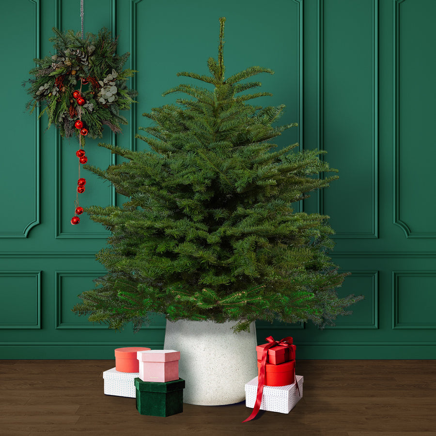 Noble Fir Pot Grown Christmas Tree  1