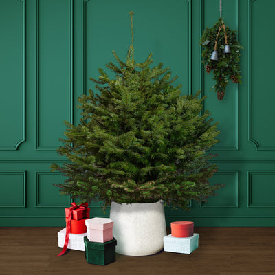 Nordmann Fir Pot Grown Christmas Tree