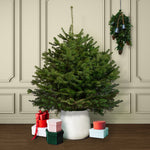 Nordmann Fir Pot Grown Christmas Tree  1
