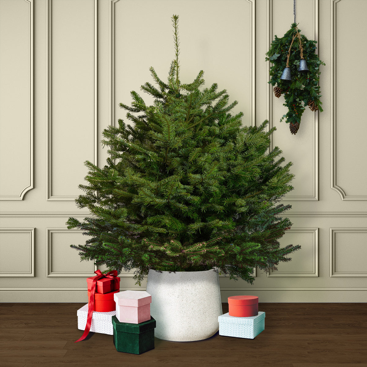 Nordmann Fir Pot Grown Christmas Tree