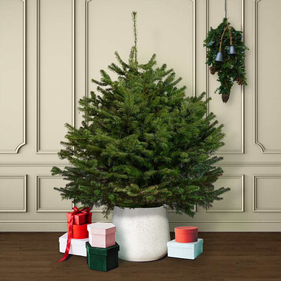 Nordmann Fir Pot Grown Christmas Tree  1