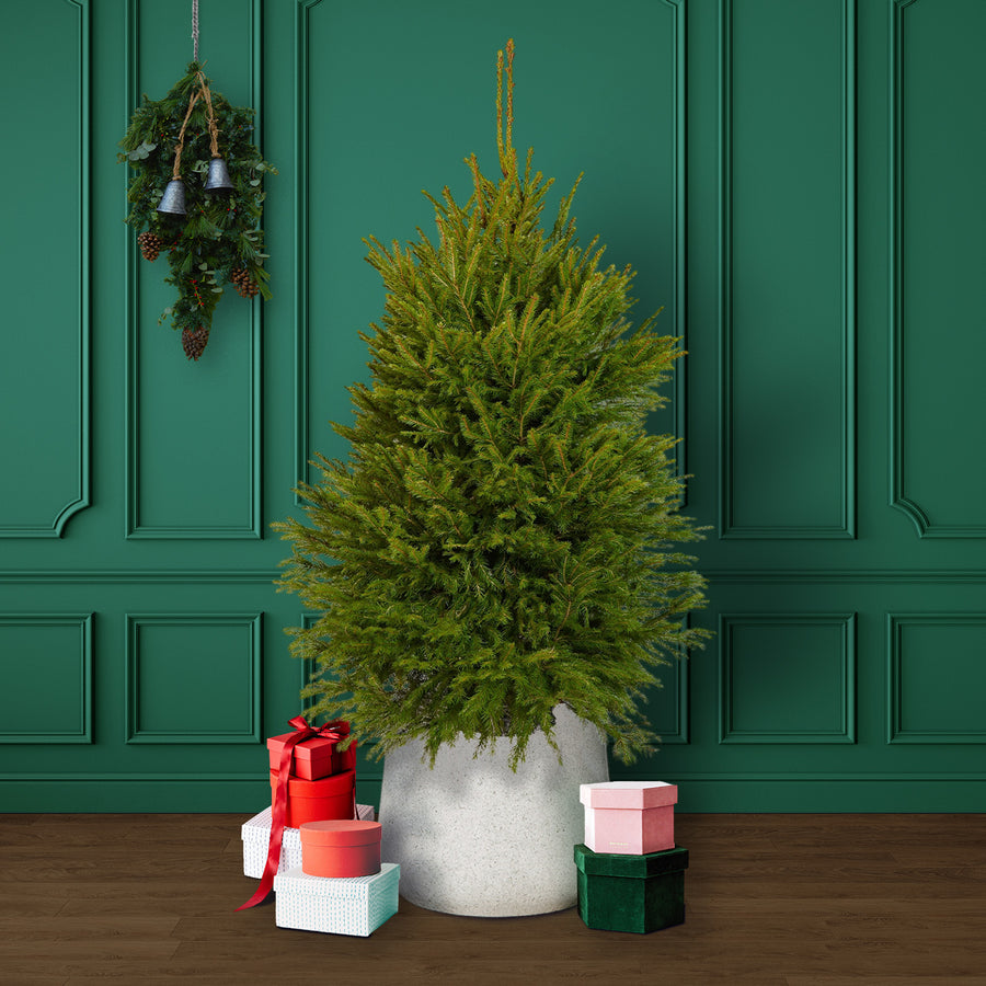 Norway Spruce Pot Grown Christmas Tree  1