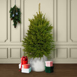 Norway Spruce Pot Grown Christmas Tree  1