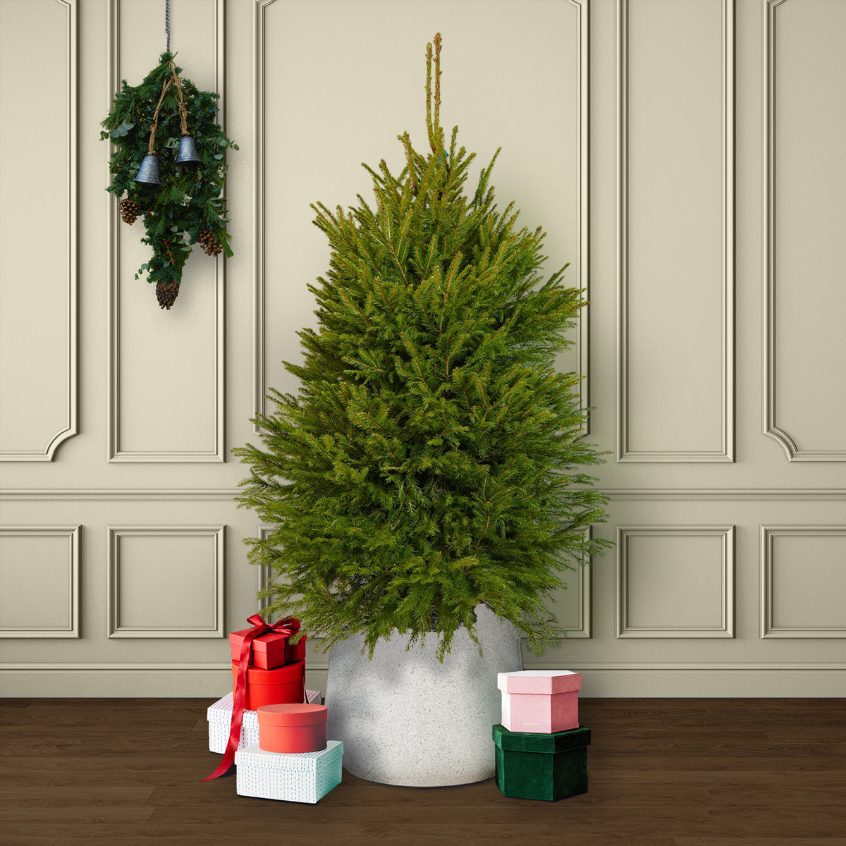 Norway Spruce Pot Grown Christmas Tree