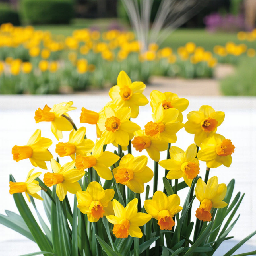 Narcissus Martinette Dwarf Daffodil Bulbs  1