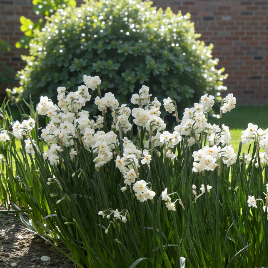 Narcissus Abba  3
