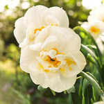 Narcissus Abba  2