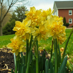 Narcissus Tete Boucle  1