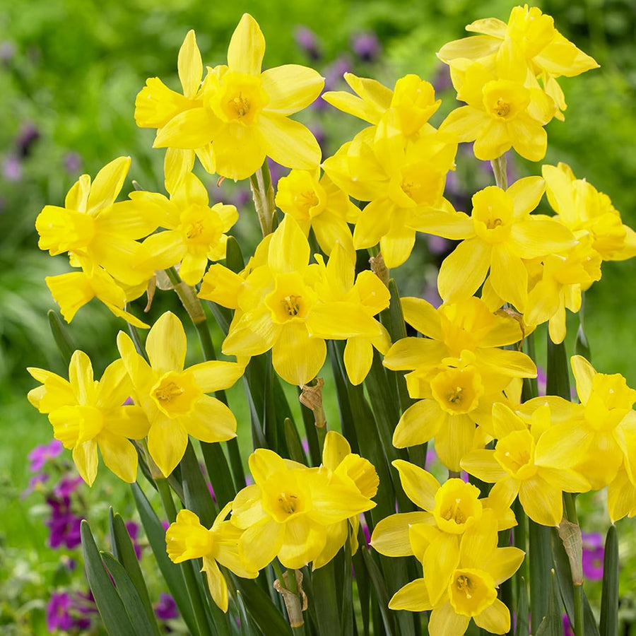 Narcissus Yellow Sailboat Daffodil Bulbs  2