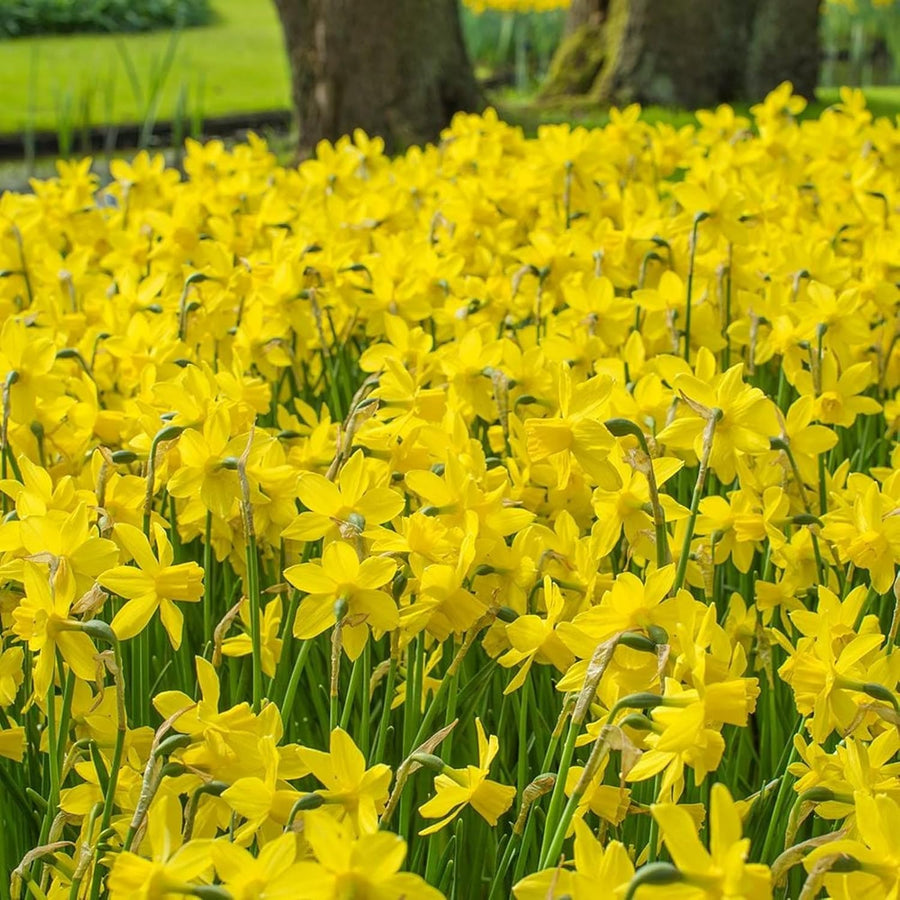 Narcissus Yellow Sailboat Daffodil Bulbs  3