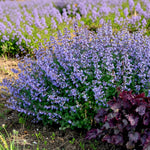 Nepeta Faassenii Purrsian Blue  1