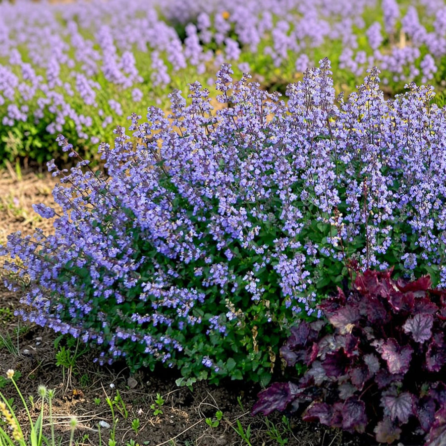 Nepeta Faassenii Purrsian Blue  1
