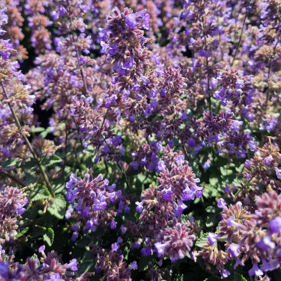 Nepeta Faassenii Purrsian Blue  3