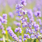 Nepeta Faassenii Purrsian Blue  2