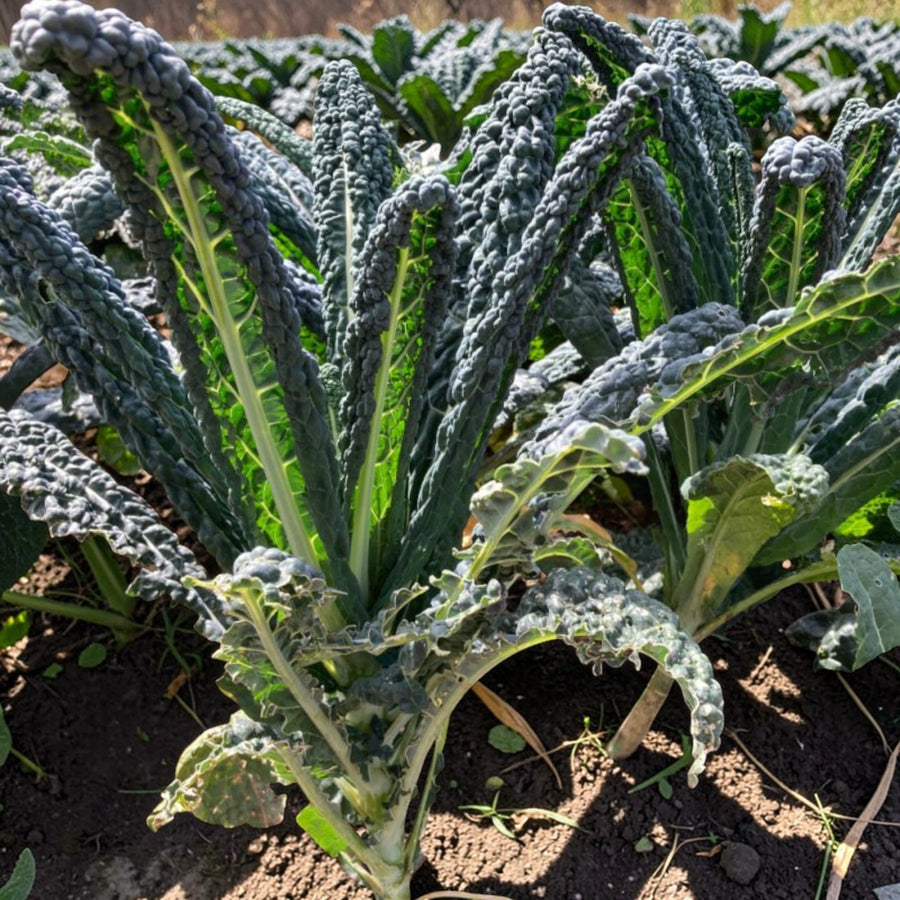 Nero Di Toscana Kale Plant  3