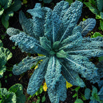 Nero Di Toscana Kale Plant  4