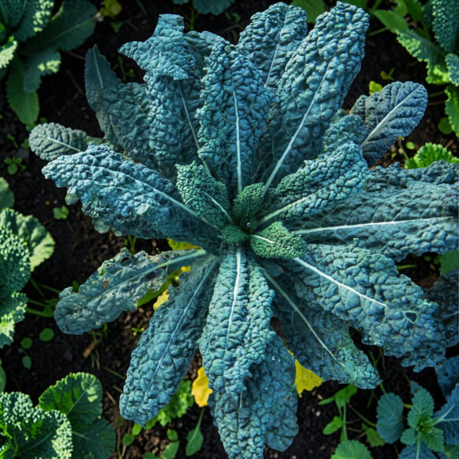 Nero Di Toscana Kale Plant  4