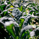 Kale Mix Collection  4