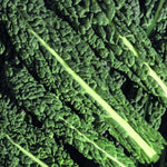 Kale Mix Collection  2