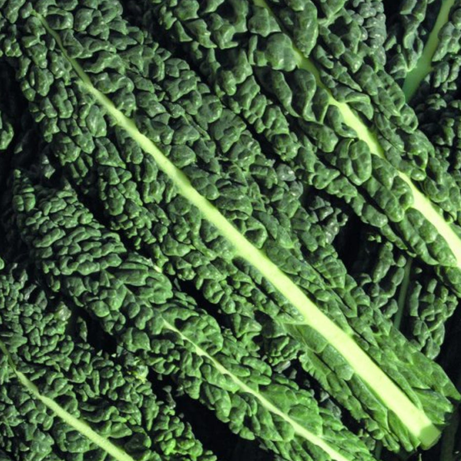 Kale Mix Collection  2