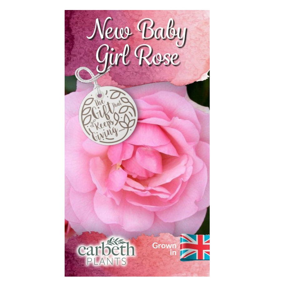 New Baby Girl Rose Bush Gift Wrapped New Baby Girl Rose Bush Gift Wrapped image2 2