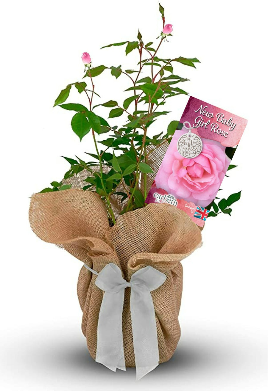New Baby Girl Rose Bush Gift Wrapped New Baby Girl Rose Bush Gift Wrapped image1 1