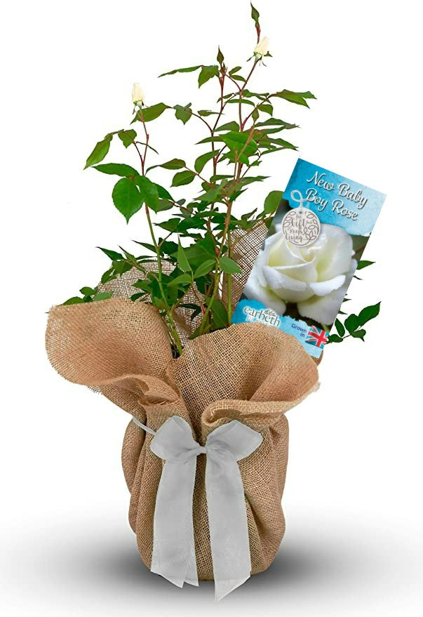New Baby Boy Rose Bush Gift Wrapped New Baby Boy Rose Bush Gift Wrapped image1 1