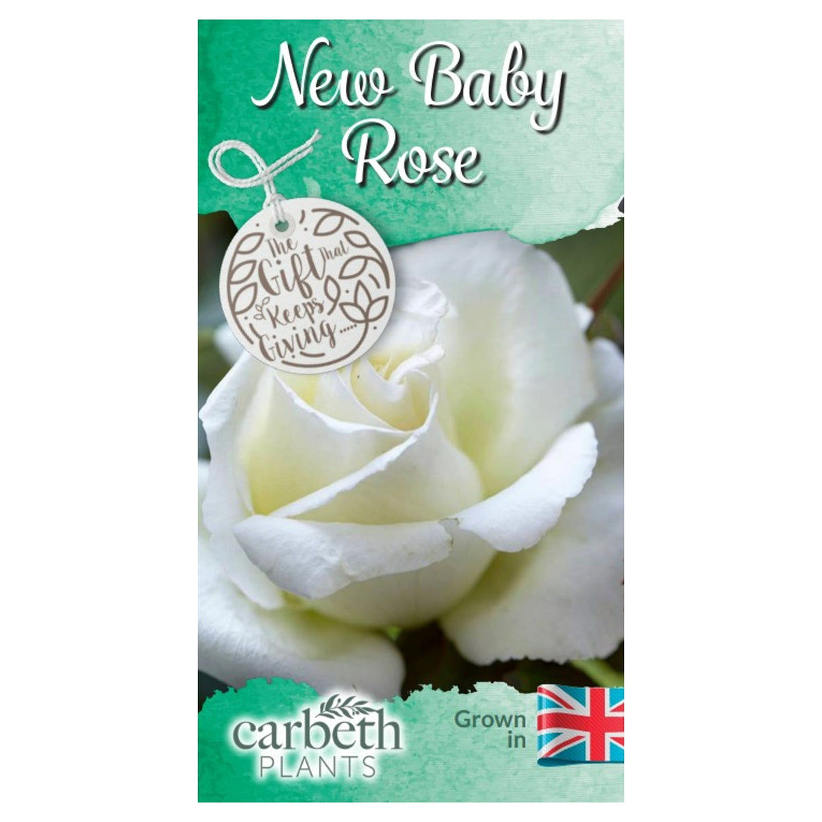 New Baby Rose Bush Gift Wrapped New Baby Rose Bush Gift Wrapped image2 2