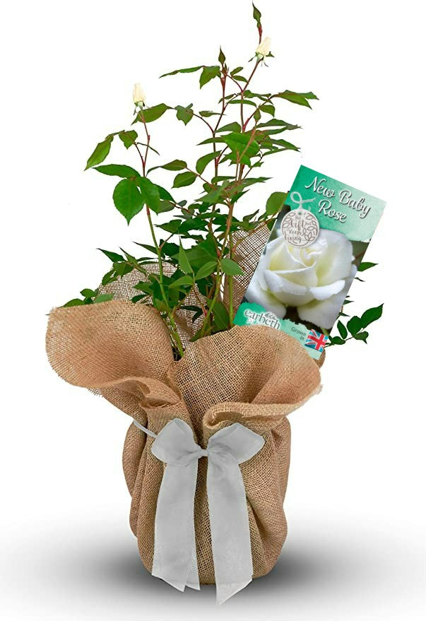 New Baby Rose Bush Gift Wrapped New Baby Rose Bush Gift Wrapped image1 1