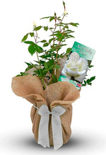 New Baby Rose Bush Gift Wrapped New Baby Rose Bush Gift Wrapped image1 1