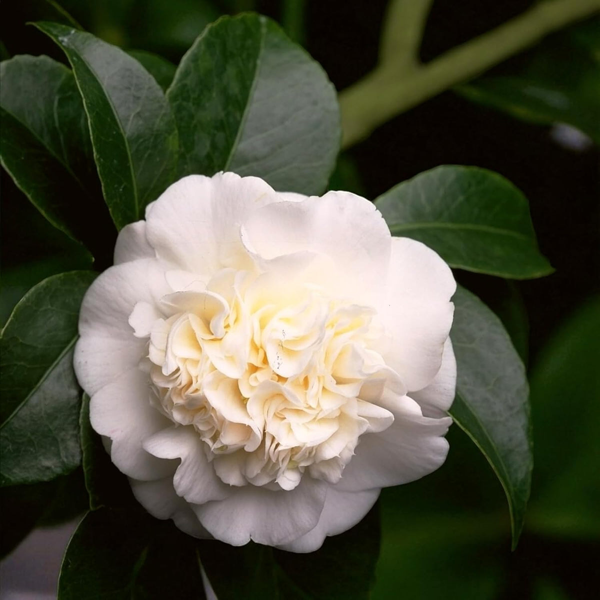 Nobilissima Camellia  2