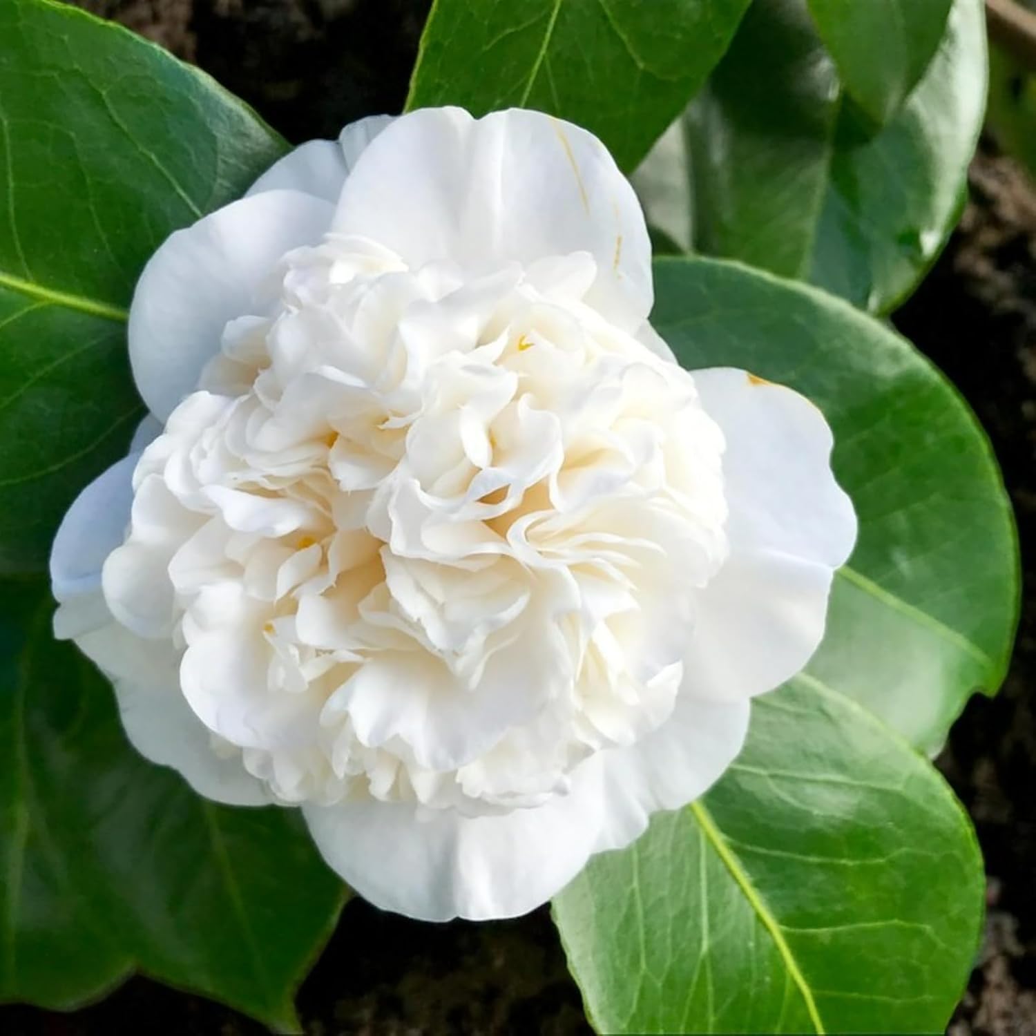 White Nobilissima Camellia Plant