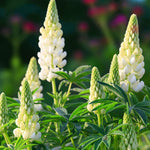 Lupinus Noble Maiden Bare Root  1