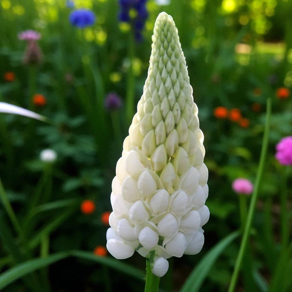 Lupinus Noble Maiden Bare Root  2