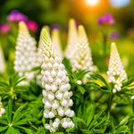 Lupinus Noble Maiden Bare Root  3